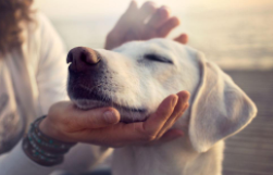 寻血猎犬的形态特征 颈部和头部皮肤上有褶皱