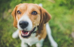 比利时玛利诺犬的形态特征 公犬通常要比母犬稍微高大