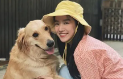 可卡犬属于大型犬吗 耳朵大是最大的特征