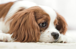 寻血猎犬的形态特征 颈部和头部皮肤上有褶皱