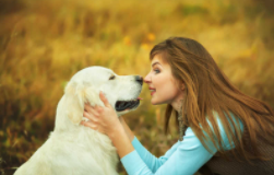 德国牧羊犬哪里有卖的，有哪些明显特征